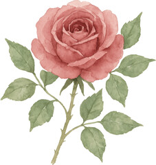 Watercolor painting of a single pink rose with green leaves and stem floral