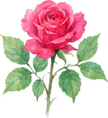 Watercolor Pink Rose With Green Leaves On A Transparent Background Watercolor Rose
