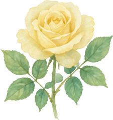 Delicate Watercolor Yellow Rose With Green Leaves On A Transparent Background
