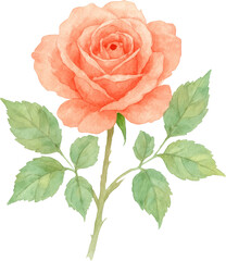 Watercolor painting of a delicate peach rose with green leaves on a stem