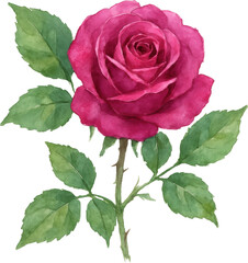 Detailed watercolor illustration of a single deep pink rose with green leaves