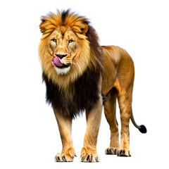 Obraz premium Leon, Leo, 10 years old, isolated on white