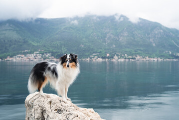 Obraz premium a dog at sea around a mountain