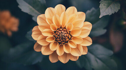 yellow gerber daisy flower