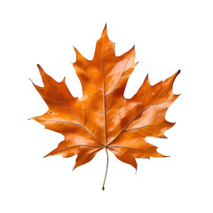 Obraz premium maple leaf isolated on white