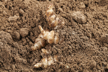Pagoda greens emerging from soil in a garden during spring growth season showcasing soil richness and vegetation vitality