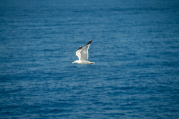 A herring gull flying over the ocean waters