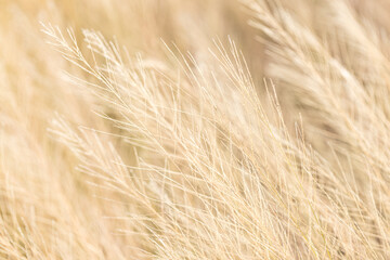 Soft focus dried grass flowers,Smoke soft focus dry wild grass. Nature beige, brown neutral natural beige blur background.
