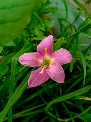 Fototapeta premium A Pink Rain Lily in a Field of Green Grass.