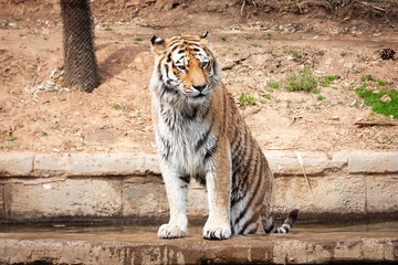 Walking tiger in outdoors. Wildlife animal portrait, nobody