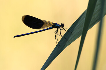 caloptéryx splendens éclatant splendide à contrejour