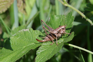 sauterelle decticelle cendrée femelle