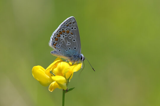 papillon m&acirc;le argus bleu_azur&eacute; commun