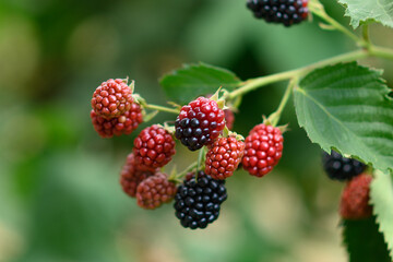 Red and black dewberry close-up among green leaves. Fresh blackberry in the garden. Bramble on a branch in an orchard.