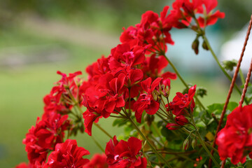 Red pelargonium flowers, blooming geranium. Decorative flowering houseplant.
