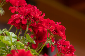 Red pelargonium flowers, blooming geranium. Decorative flowering houseplant.