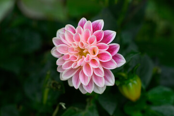 Pink dahlia close-up among green leaves. Flowers in the autumn ornamental garden. Blooming bush of pink dahlias against the background of green foliage. 