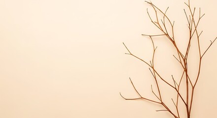 Bare tree branches against a beige background minimalist and natural