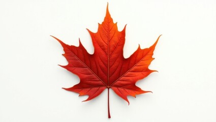 A Single Vibrant Red Maple Leaf on a White Background Captures the Essence of Autumn