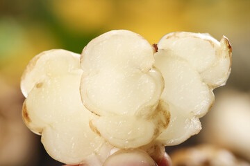 Freshly dug groundringed poontangs paired with nutritious groundworms for healthy dietary consumption