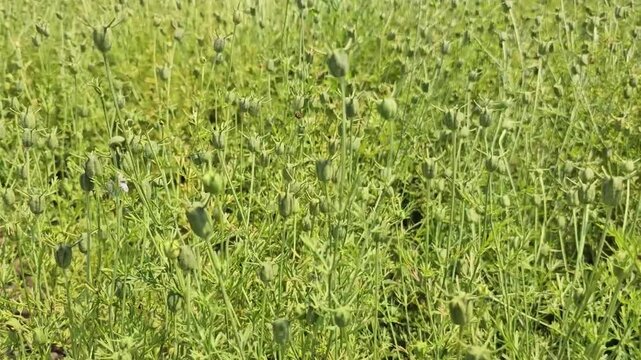 Field of Nigella Sativa (Black Cumin) Plants with Seed Pods