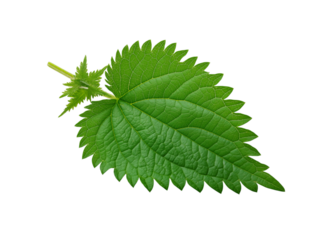 A distinct green stinging nettle leaf, isolated on a transparent background in PNG format.