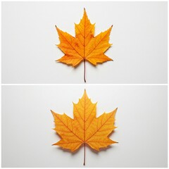 autumn leaves red vibes forest yellow