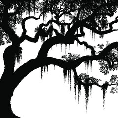 Silhouette of a majestic live oak tree draped with spanish moss against a bright white background © firoj