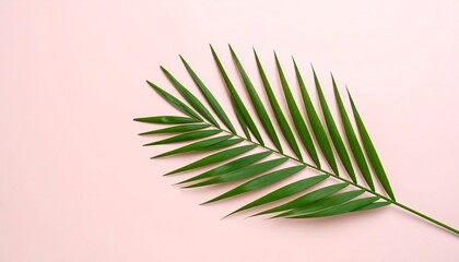 Single Areca Palm Frond on Pale Pink Background, Minimalist Tropical Aesthetic