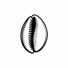 Hand drawn illustration of a cowrie shell