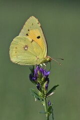 Colias crocea