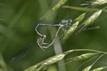 Damigelle in accoppiamento