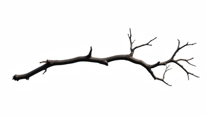 Fototapeta premium Dry branch with multiple twigs, showcasing natural, rustic appearance. Ideal for artistic or decorative purposes