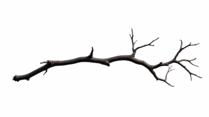 Dry branch with multiple twigs, showcasing natural, rustic appearance. Ideal for artistic or decorative purposes
