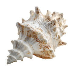 Unique Seashell Closeup Ocean Treasure Nature Beauty
