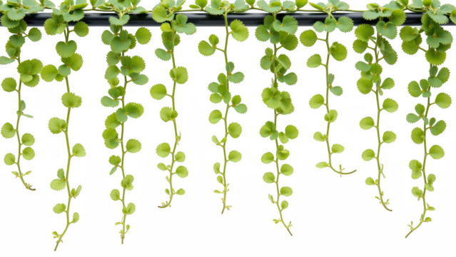 Lush green trailing plants with round leaves create vibrant and refreshing atmosphere, perfect for indoor or outdoor decor