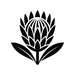 Black and White Protea Flower Illustration on a White Background