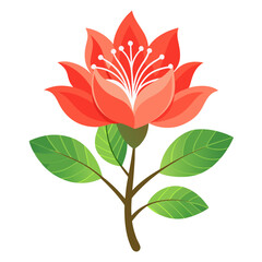  indian coral tree flower on white background