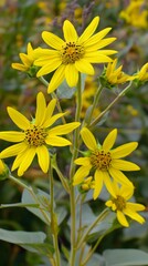 Vibrant Yellow Wildflowers Blooming in Summer Meadow