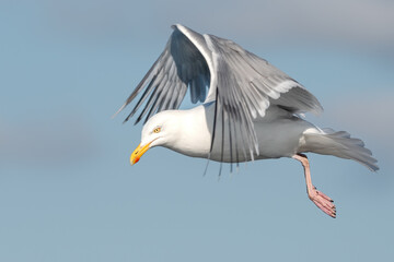 Close-Up Portrait Of A Flying Seagull (Larinae)