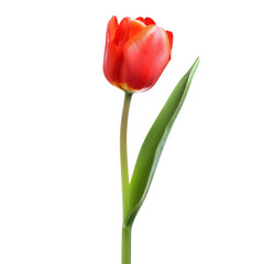 Vivid red tulip, vibrant colors, single stem,  leafy green