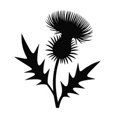 Black Thistle Silhouette on White Background Scottish Symbol and Icon