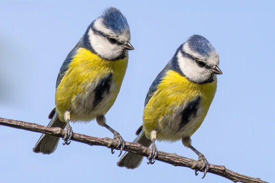 2 Blaumeisen