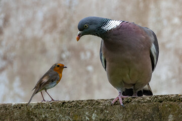 Ringeltaube und Rotkehlchen
