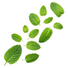 Fresh mint leaves isolated on transparent background