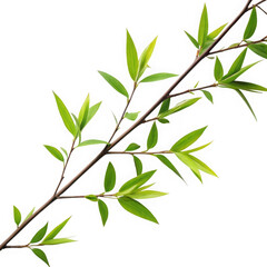 Green branch isolated on transparent background