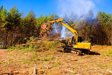 Heavy machinery works to remove trees, clear land under works deforester day in forested area.