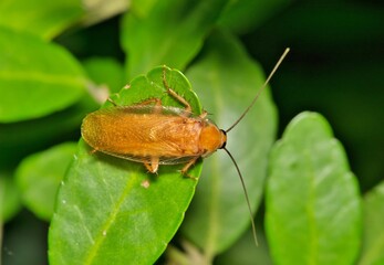 Banded wood cockroach Parcoblatta zebra insect on leaf nature pest control.