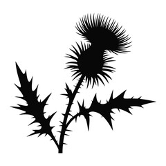 Silhouette of a Thistle Plant with Leaves and Flowers