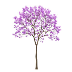 Obraz premium Purple Jacaranda tree with vibrant blossoms and a slender trunk isolated on transparent background